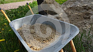 Worker using a shovel pours sand into a wheelbarrow near the garden