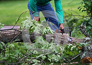 Worker using a small chainsaw to cut up pieces of tree that are on the ground