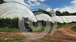 Worker using a tractor to spray raspberry plants at christmas hills farm in tasmania