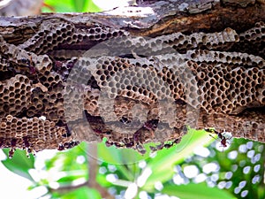 worker wasp under the pumeria tree photo