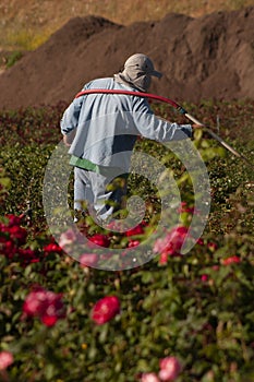 A worker watering a group of rose bushes at a nursery