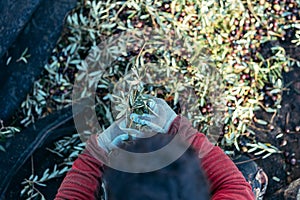worker wearing gloves holds olive branches