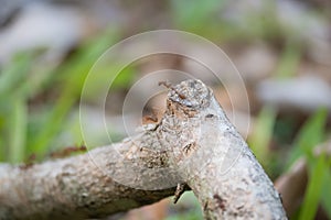 worker weaver ant carrying a dead comrade across a tree branch