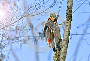 Worker at work from tall tree cutting service.