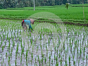 Indonesian Rice Fields in Bali
