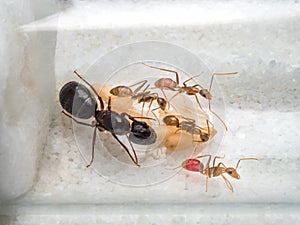 Workers ants are taking care of queen