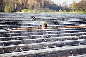 workers on asparagus field
