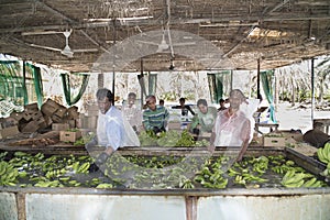 Workers in Banana Plantation