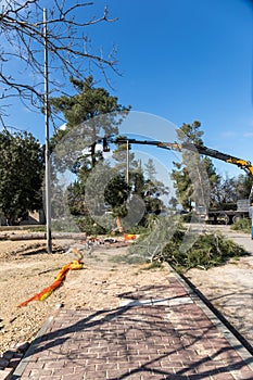 Workers cut down trees with a crane