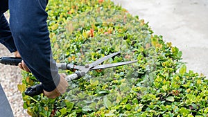 Workers cutting trees with scissors in the hotel