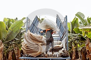 Harvesting on the banana plantation