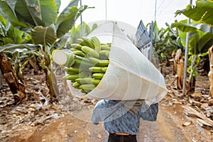 Harvesting on the banana plantation