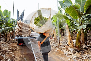 Harvesting on the banana plantation