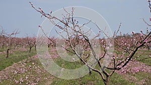 Workers engaged in pruning a peach garden. Cropped branches lie on the ground. Blooming garden, peach garden. View from