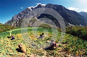 Workers in field, Himalayas