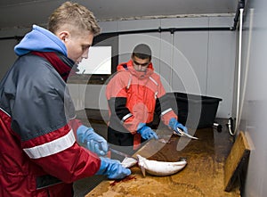 Workers filleting fish photo