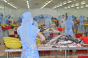 Workers are filleting pangasius fish in a seafood processing plant in Tien Giang, a province in the Mekong delta of Vietnam