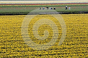 Workers in flower fields