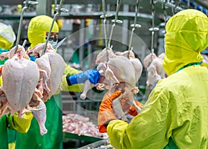 The workers grasp the chicken legs and pull them