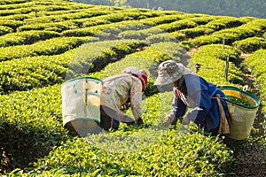 Workers harvesting green tea leaves in a tea plantation.