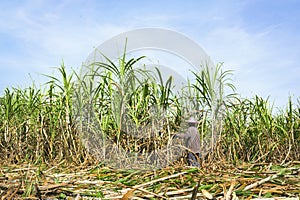 Workers are harvesting sugar cane in a rural field. agricultural harvest