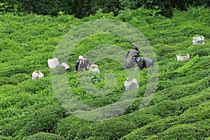 Tea leaves harvesting in a field
