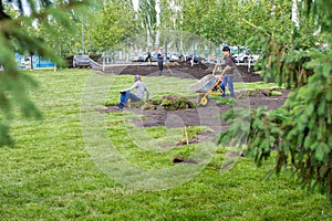 Workers are laying sod lawn rolls. Landscaping of yard, landscaping of city park. Yfa, Russia - 28.06.2019
