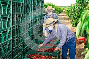 Workers in masks bulking cherries from buckets in crates