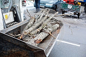 Workers in the municipal utilities cut tree branches. Heavy branch removal in tractor bucket