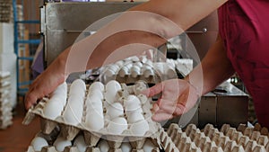 Workers pack raw hen eggs in the sorting chicken factory