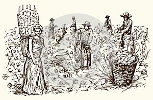 Workers picking cotton.