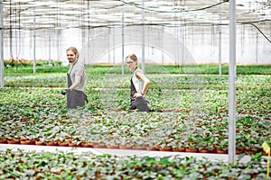 Workers at the plant production greenhouse