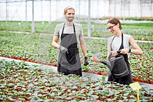 Workers at the plant production greenhouse