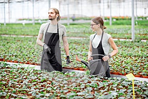 Workers at the plant production greenhouse