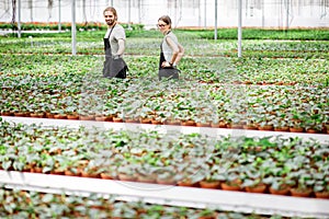 Workers at the plant production greenhouse