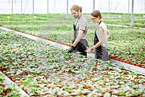 Workers at the plant production greenhouse