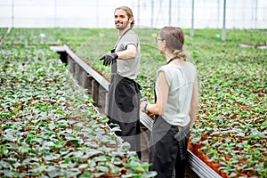 Workers at the plant production greenhouse