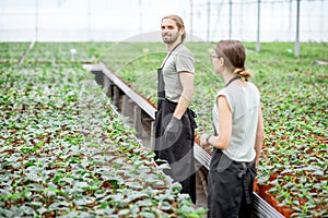 Workers at the plant production greenhouse