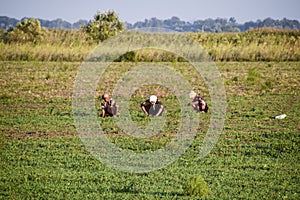 Workers on the plantation manually pull out the weeds. Workers in the field working