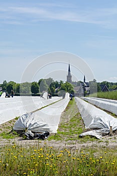 Workers from Poland working on asparagus fields, harvesting of white asparagus vegetables on Dutch farms