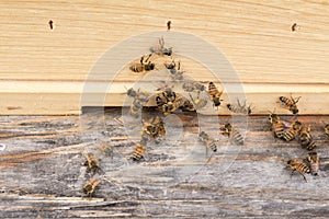 Workers with pollen at hive entrance