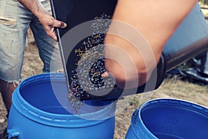 Workers pouring squeezed grapes and juice during the domestic wine-making process