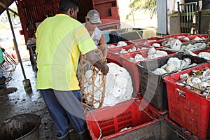 Workers put Curd rubbers in plastic containers
