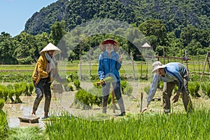 Workers at rice field