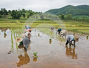 Workers in rice paddy