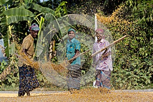 Workers spread maize crop for drying at a wholesale grain market.