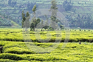 Workers at the tea plantation