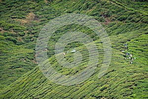 Workers at tea plantation harvesting tea leaves and spraying fungicides