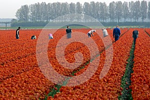 Workers in a tulip field