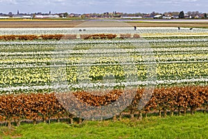 Workers on a tulip field
